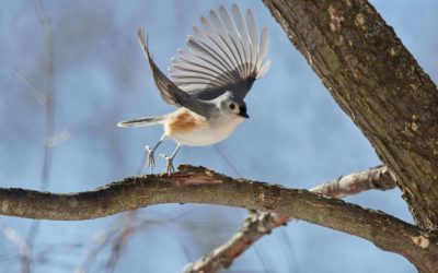 Birding en España. 8 Tips para ser el mejor avistando aves