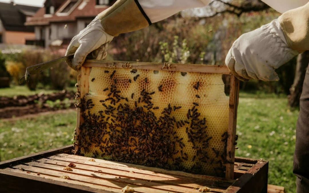 Apicultura: ¿Cómo ser apicultor en España?